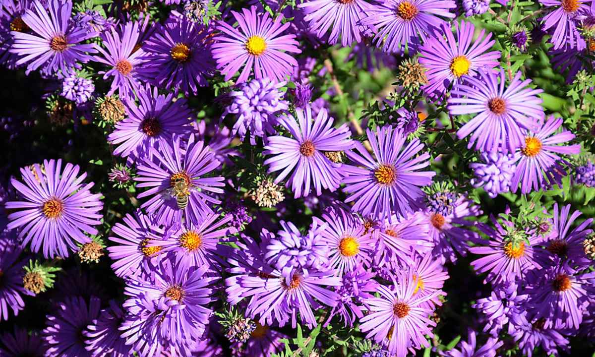How to increase viability of seeds of asters